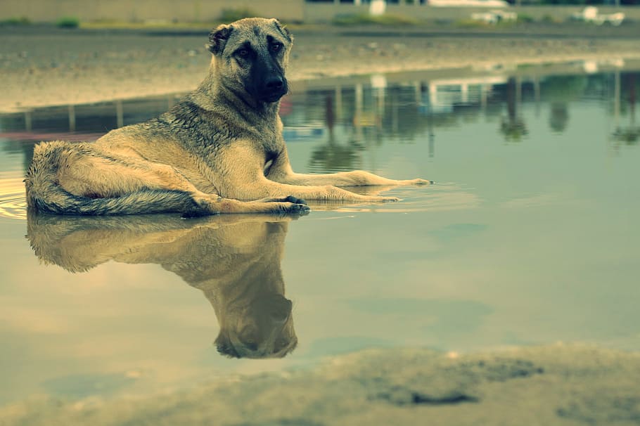dog, reflection, water, turkey, marine, animal, animal themes HD wallpaper