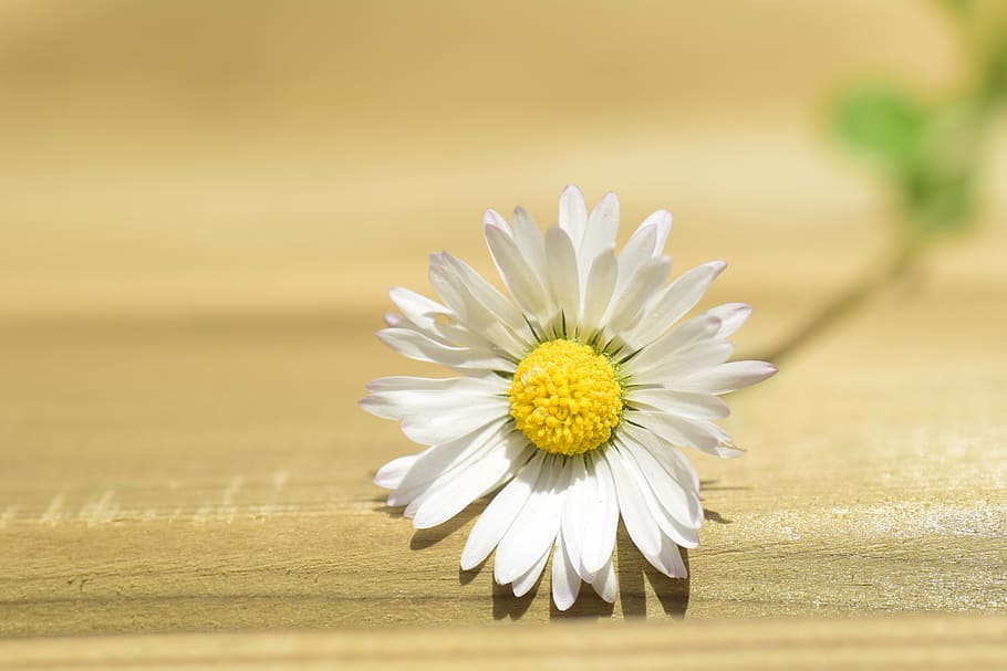 daisy, lonely, nature, spring, blossom, bloom, flower, lawn flower HD wallpaper
