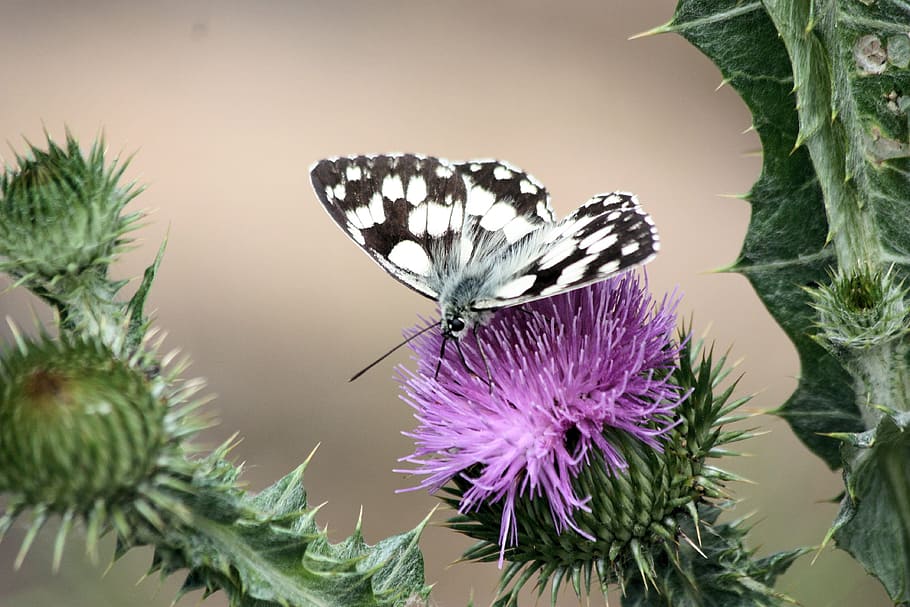 butterfly, thistle, pollinate, insect, invertebrate, animal wildlife HD wallpaper