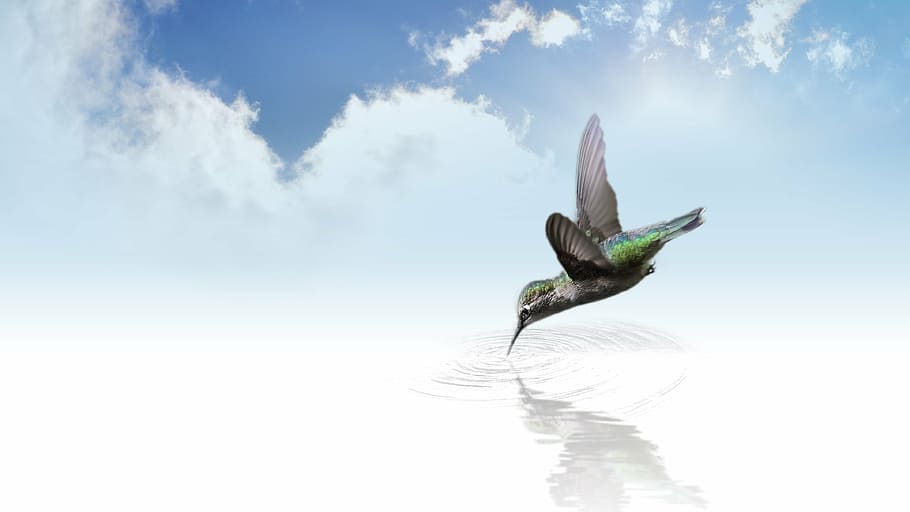 green and black hummingbird at daytime, fly, wing, flutter HD wallpaper