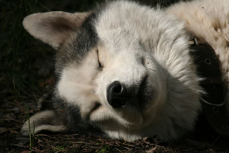husky, dream, quiet hours, animal themes, mammal, one animal HD wallpaper