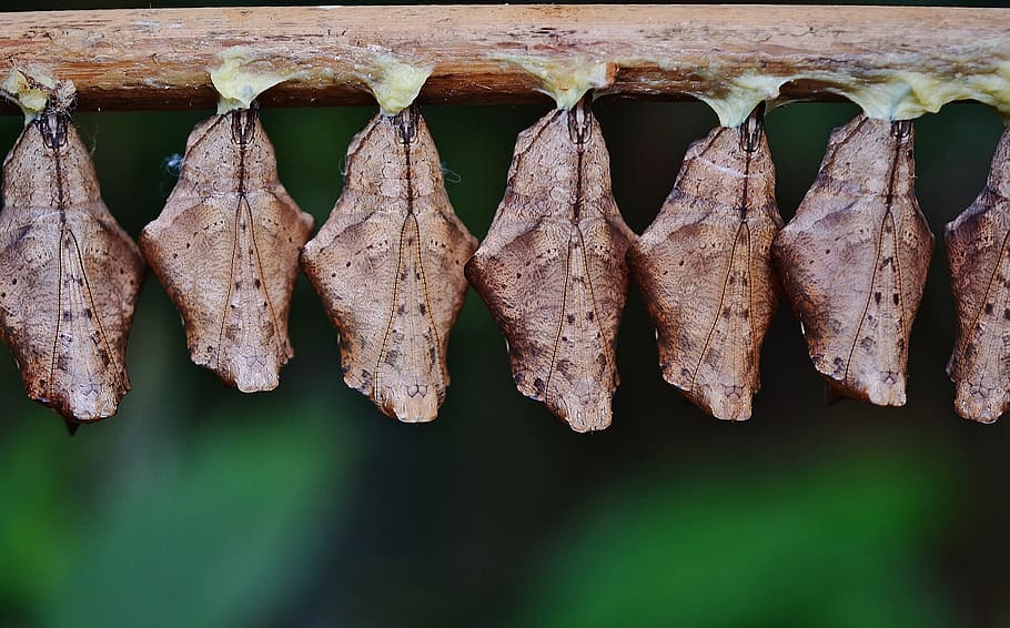 Cocoons, Larva, Insect, larvae, insect larvae, macro, nature HD wallpaper
