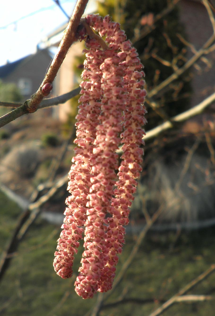 hazel, hazelnut, blossom, bloom, nature, bush, plant, red, focus on foreground HD wallpaper