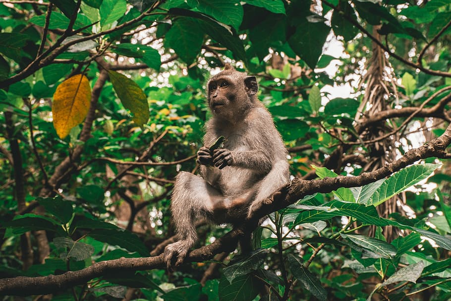 Monkey, gray monkey sitting on tree branch, ape, leaves, leaf HD wallpaper