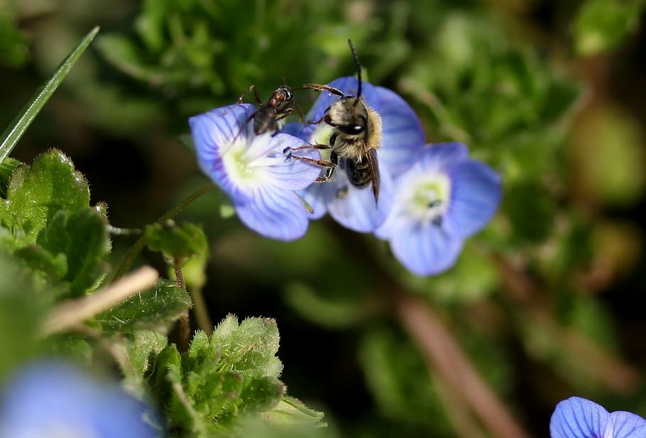 cornflower, bee, insecta, blue, plant, leaves, green, beauty HD wallpaper