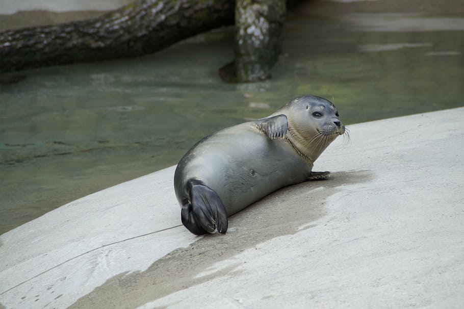 robbe, concerns, cozy, relax, rest, mammal, animal, easily HD wallpaper
