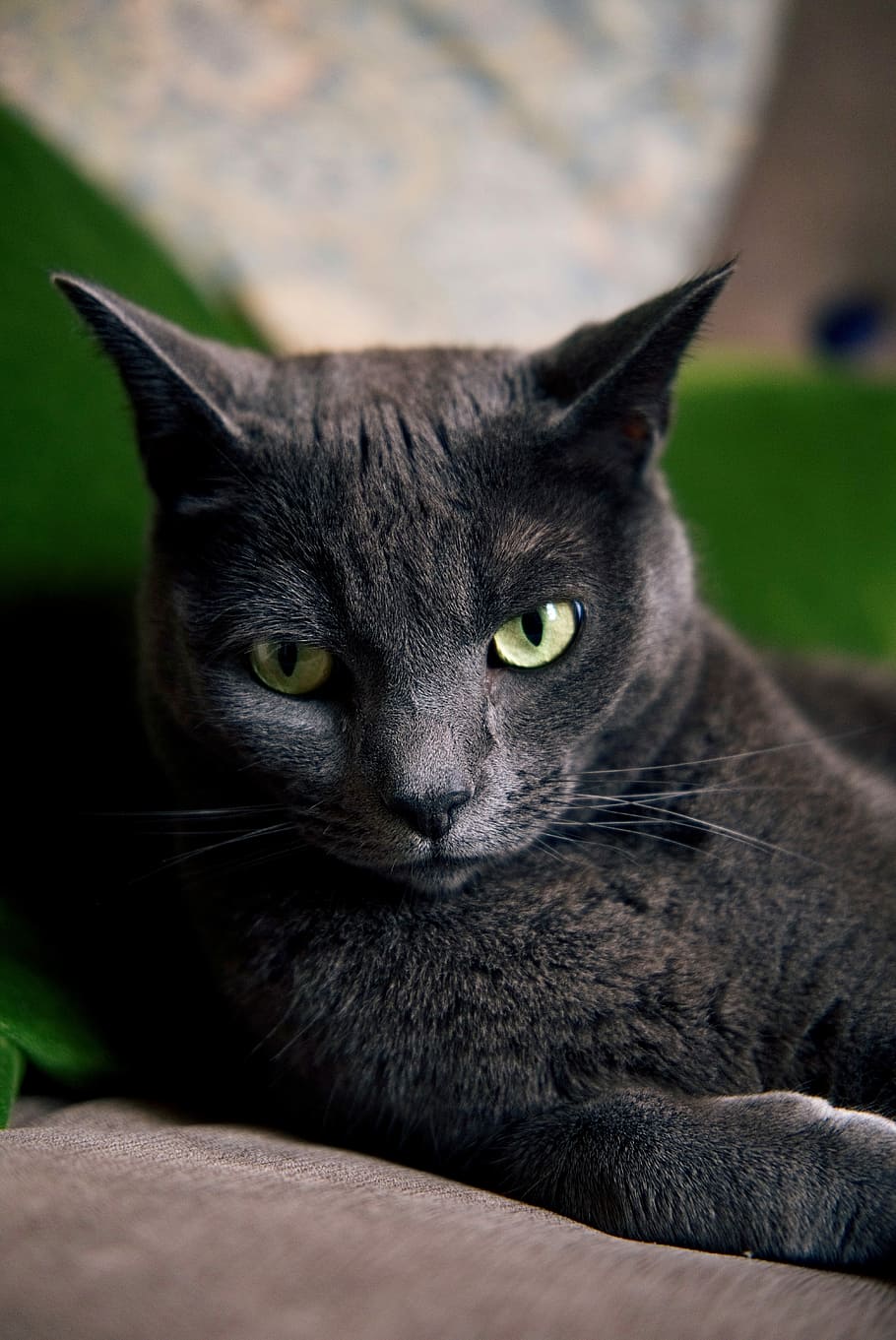 Zissou, black cat lying on brown textile, eyes, green, fur, domestic HD wallpaper