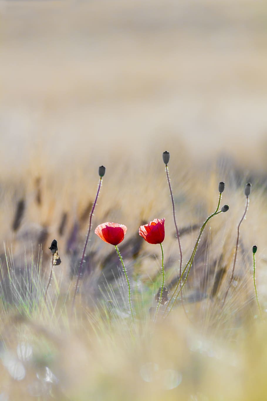 nature, red, field, flowers, bloom, blooming, blossom, blur, bright HD wallpaper