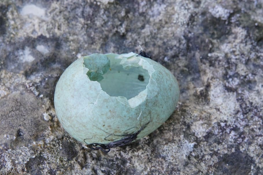 egg, amselei, blackbird, hatched, chicks, shell, eggshell, broken HD wallpaper