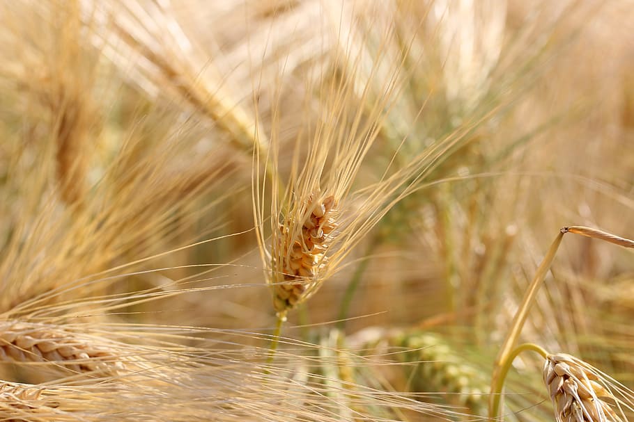 wheat, field, cereals, spike, harvest, wheat field, agriculture HD wallpaper