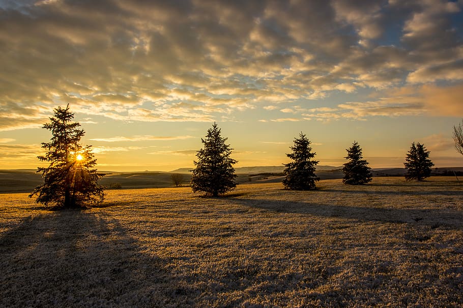 green leaf trees during daytime, landscape photography of trees HD wallpaper