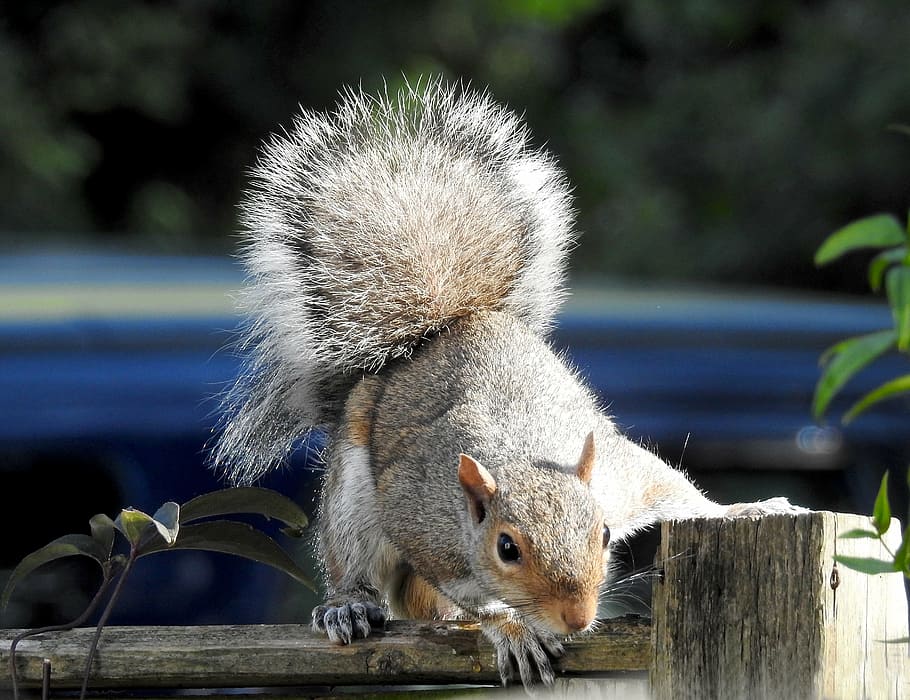 nature, squirrel, wildlife, rodent, animal, mammal, outdoors HD wallpaper