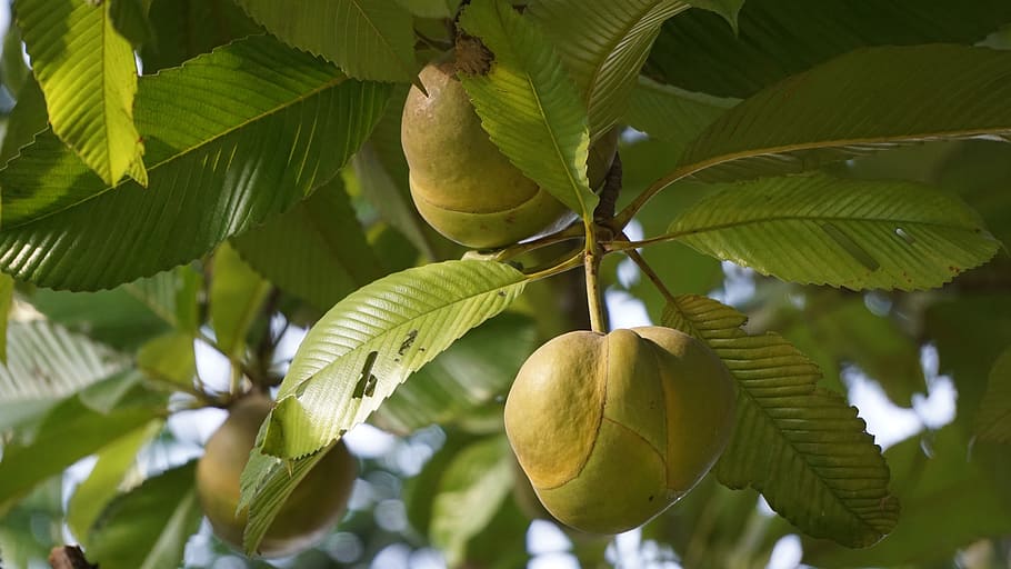 nature, leaf, tree, fruit, plant, plant part, healthy eating HD wallpaper