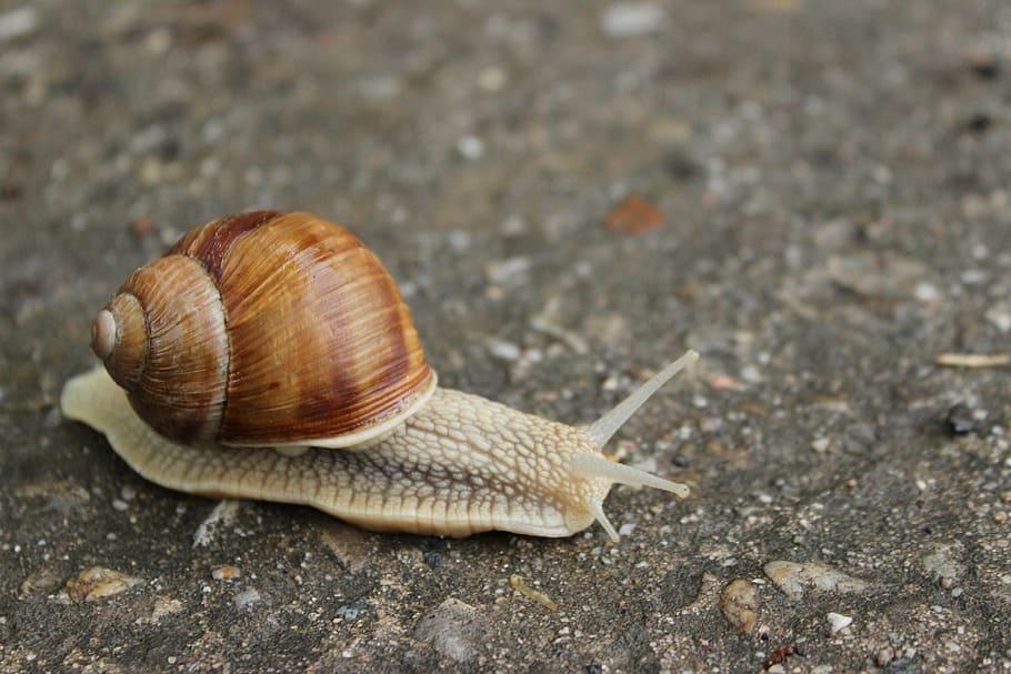 snail on ground, worm, path, animal, slimy, nature, crawling, HD wallpaper