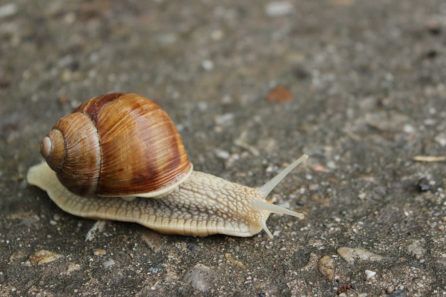 snail on ground, worm, path, animal, slimy, nature, crawling HD wallpaper