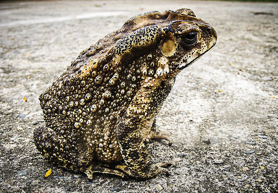 closeup photo of frog, toad, urmonster, animal, nature, amphibian HD wallpaper