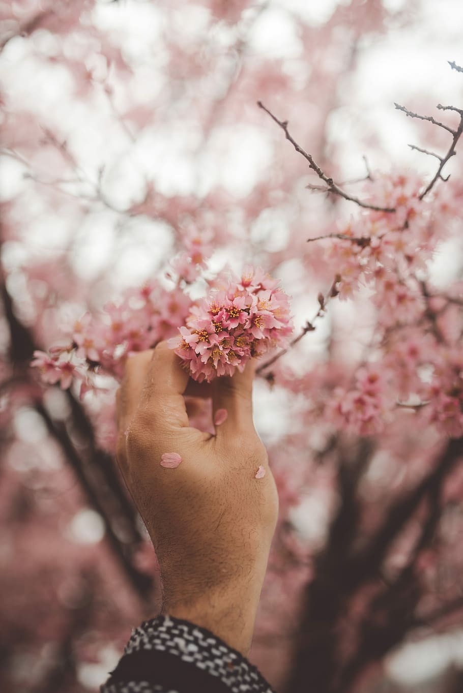 pink flower in shallow focus lens, person holding pink flowering tree HD wallpaper