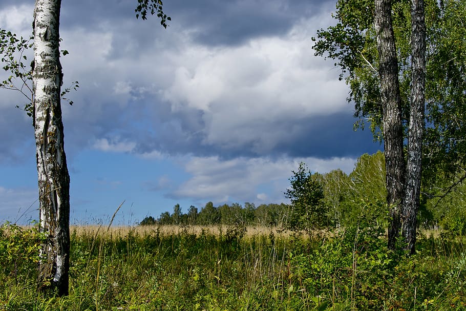 landscape, blue sky, dark cloud, white clouds, nature, forest HD wallpaper