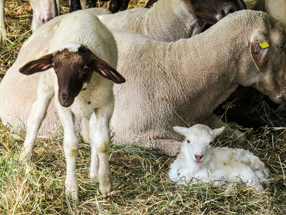 Sheep, Lamb, Birth, Wool, Pasture, young, livestock, domestic animals HD wallpaper