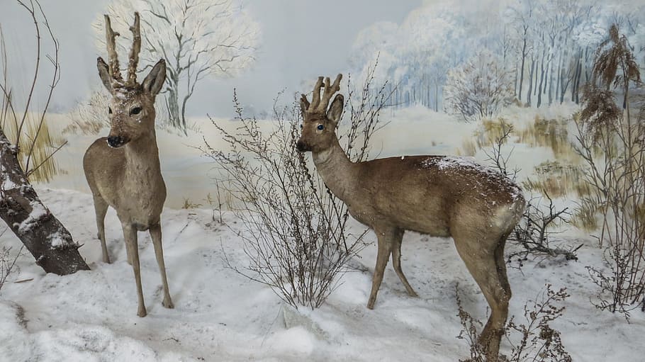 two brown deer standing on snowfield during daytime, doe, winter HD wallpaper