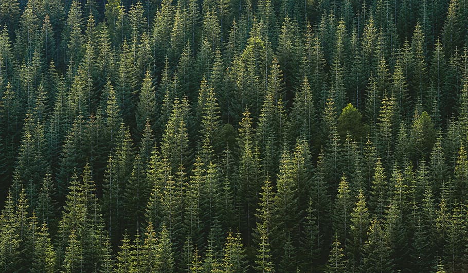 aerial photography of forest, aerial photo of green pine trees