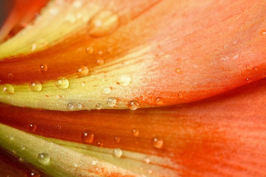 flower, close up, pattern, nature, plant, macro, colorful, flora HD wallpaper