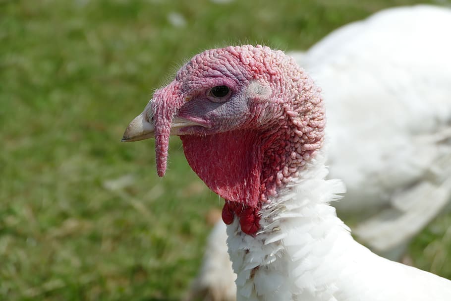 turkey, puter, ugly, animal themes, bird, one animal, vertebrate HD wallpaper