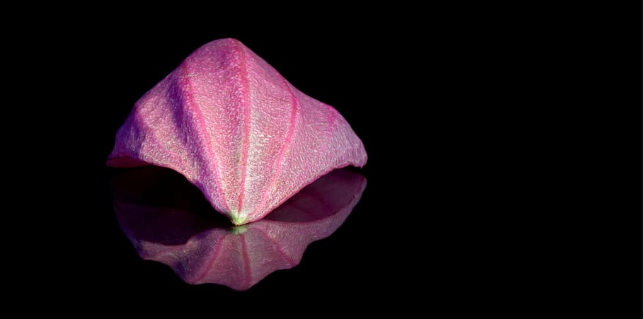 medinilla, petal, mirroring, pink, exclusiv, macro, datailaufnahme, HD wallpaper