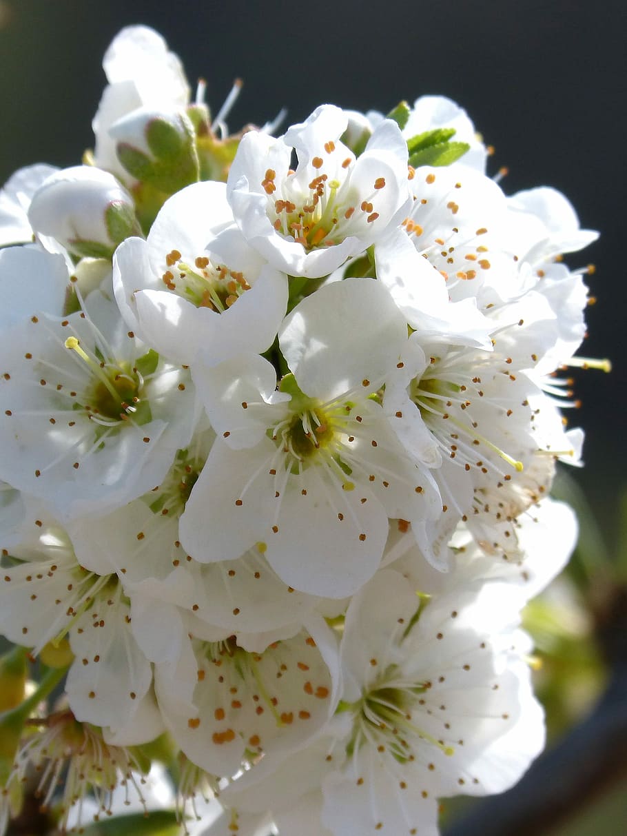 flowery branch, fruit, tree, spring, nature, plant, flowering plant HD wallpaper