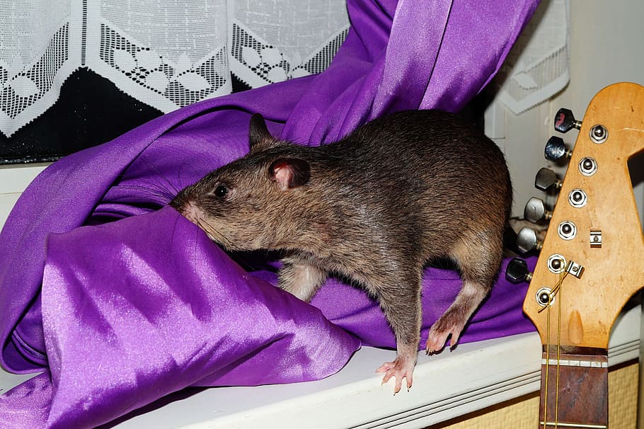 Gambian Rat, Giant, Hamster, giant hamster rat, africa, bicolour tail, HD wallpaper