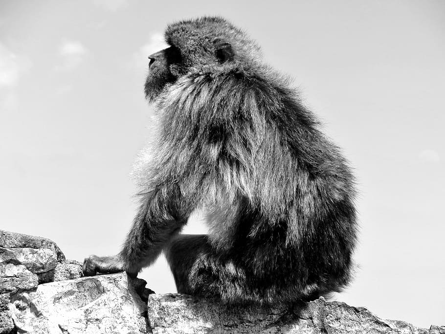 gibraltar, spain, mediterranean, monkey, tourism, travel, landscape HD wallpaper