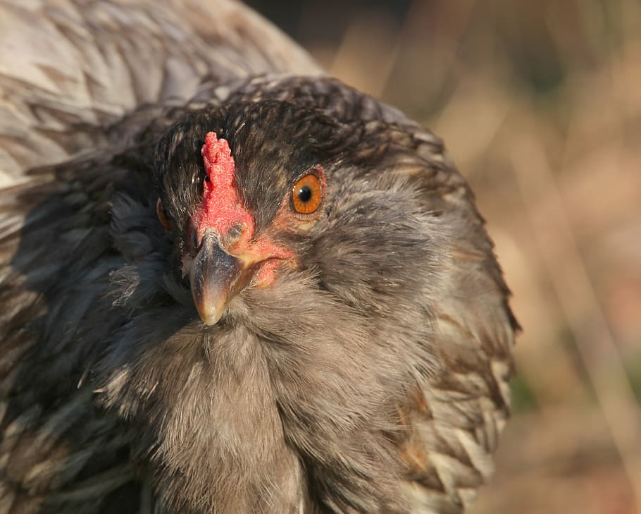 chicken, hen, stare, easter egger, range, beak, pea comb, gray HD wallpaper