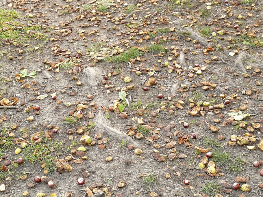 Chestnut, Buckeye, Fruit, concerns, ground, collect, autumn HD wallpaper