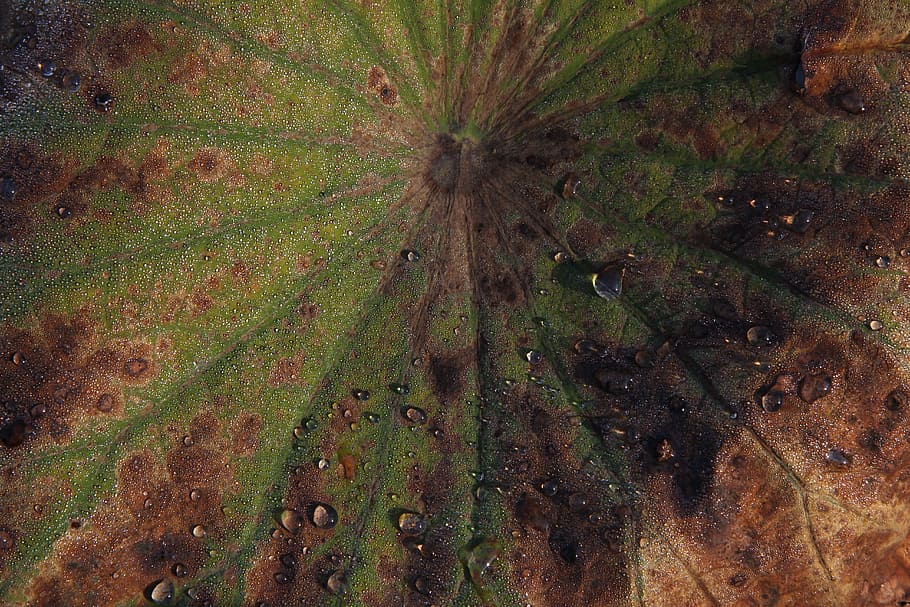 plant, leaf, dew, green, floral, nature, design, natural, decoration HD wallpaper