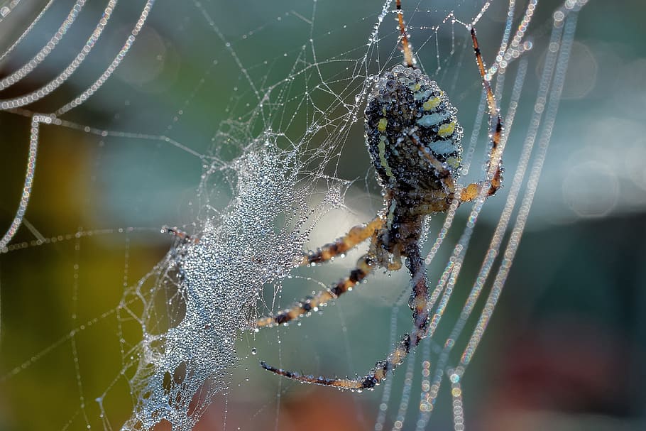 spider, dew, web, spiderweb, natural, drop, wet, macro, nature HD wallpaper
