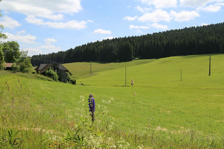 Black Forest, Valley, Landscape, meadow, hill, germany, field HD wallpaper