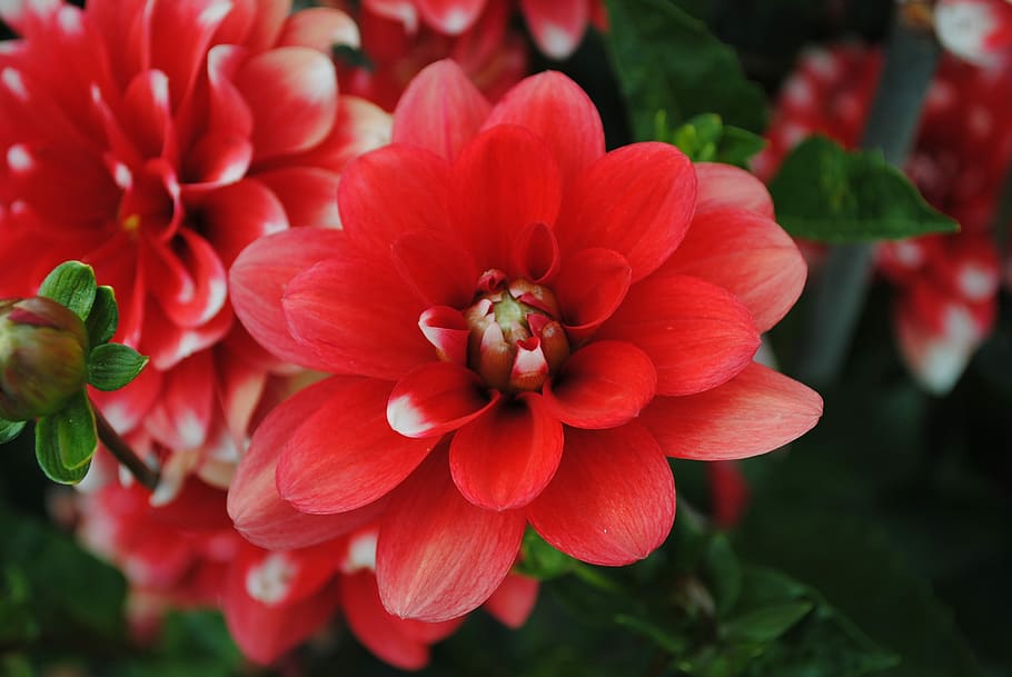Flower, Red, petal, growth, plant, nature, one animal, flowering plant HD wallpaper