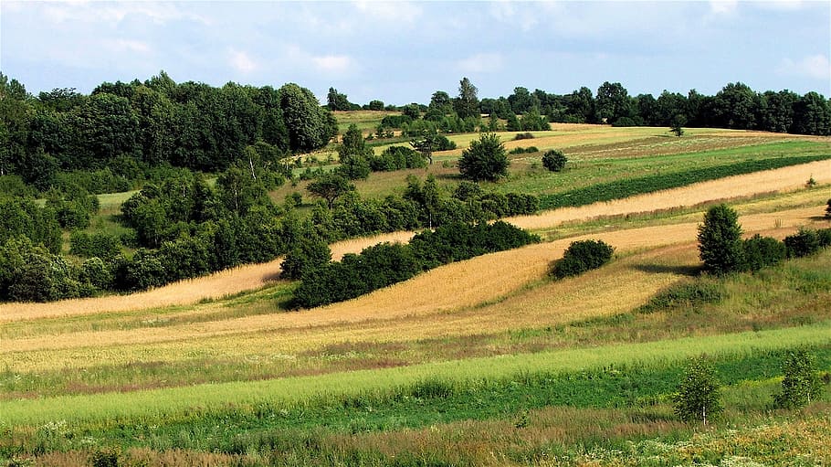 mite, meadow, field, summer, holidays, weather, nature, upland HD wallpaper