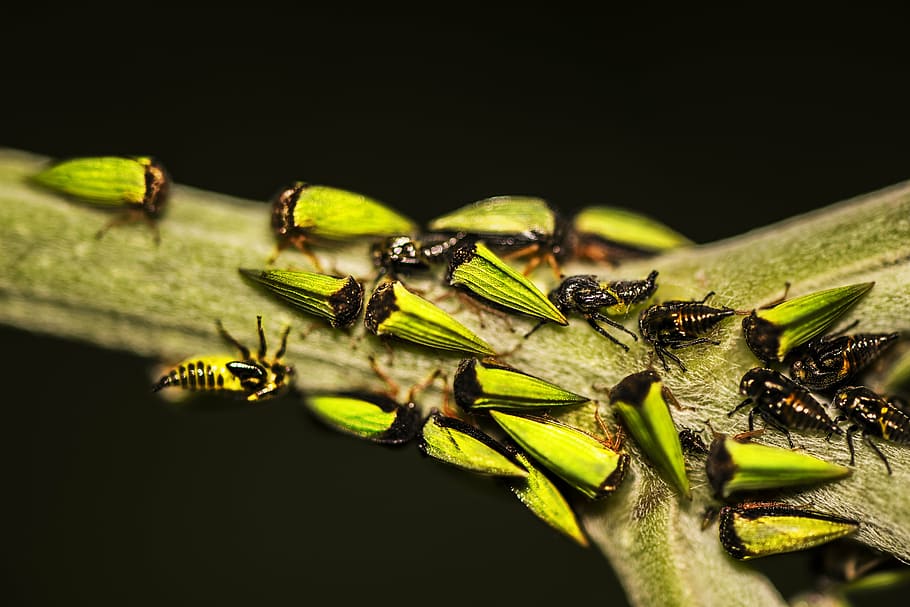 bugs, macro, insect, animal themes, animals in the wild, animal wildlife HD wallpaper
