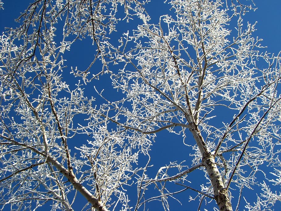 hoarfrost, tree, winter, plant, branch, beauty in nature, cold temperature HD wallpaper