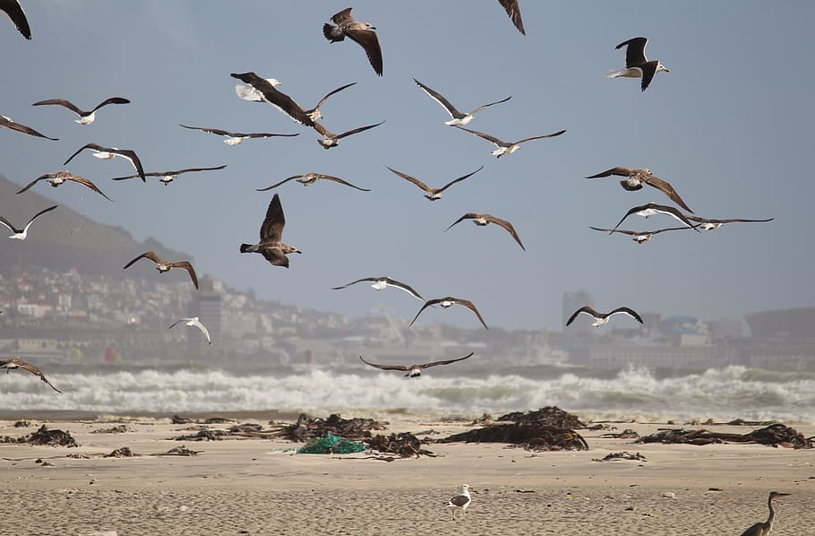 gulls, birds, fly, foraging, flock of birds, swarm, beach, coast HD wallpaper