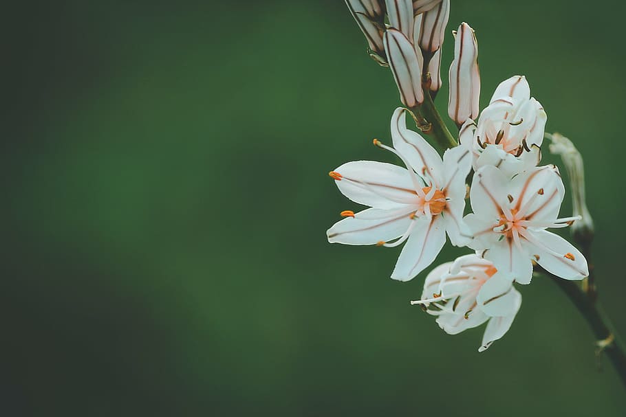 selective focus photography of white lilies, flower, petal HD wallpaper