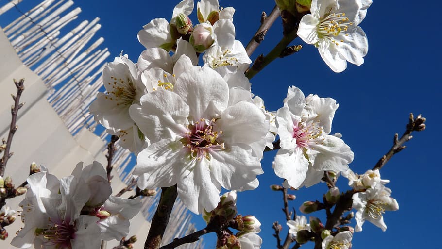 almond, blossom, tree, flower, flowering plant, fragility, white color HD wallpaper