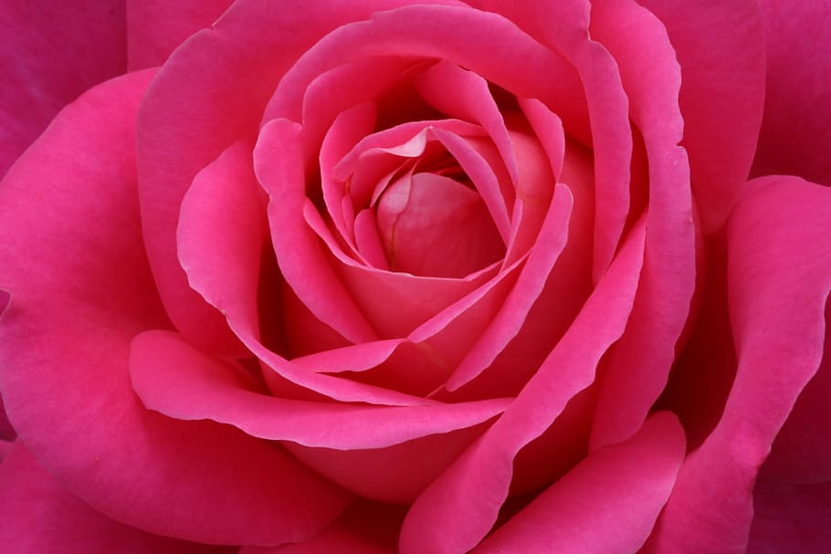 pink rose, rose festival, nature, flowers, garden, fresh medium, HD wallpaper