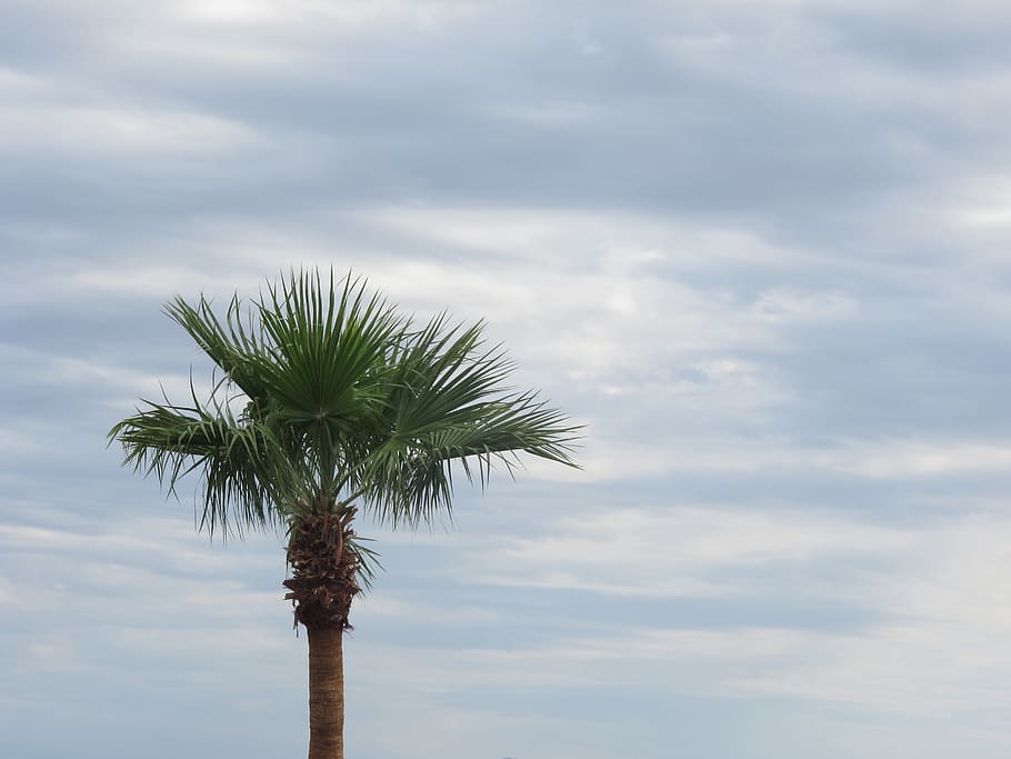 palm tree, clouds, sky, cloud - sky, tropical climate, plant HD wallpaper