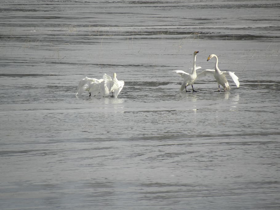 swan, spring, mating, water, animal themes, animals in the wild HD wallpaper
