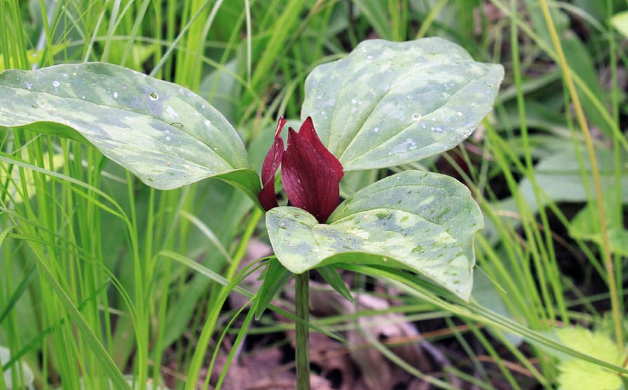 red trillium, rare, leaf, leaves, native, specimen, stamens, HD wallpaper