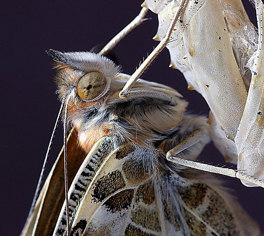butterfly, close, mac, insect, nature, wing, antennae, summer HD wallpaper