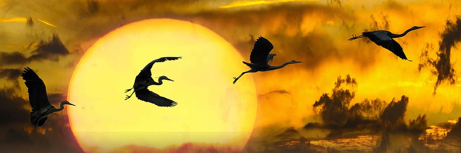flock of birds flying, nature, sun, clouds, animal, heron, sunset