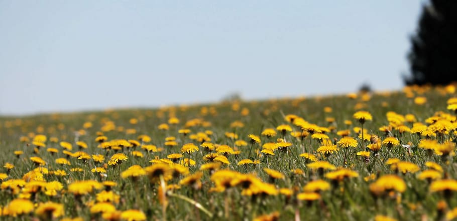 Sunflower meadow, dandelion, spring, yellow, common dandelion HD wallpaper